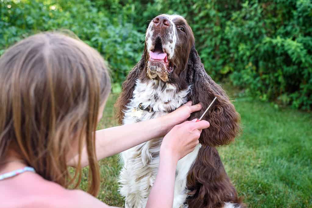 A young girl brushes her English Springer Spaniel dog. Dog sits patiently for grooming