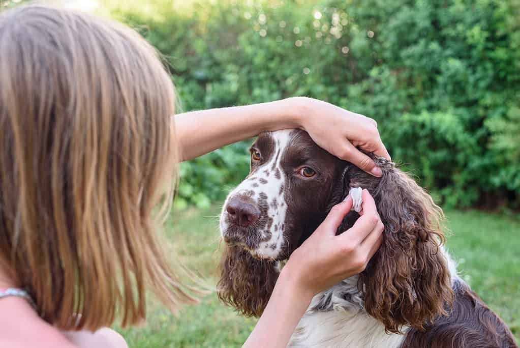 A young girl rubs her ears inside an English Springer Spaniel dog. Dog sits patiently for grooming