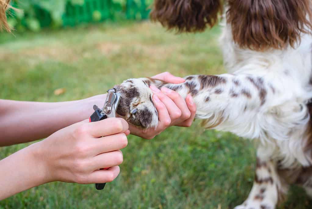 Clouse up hand girls cuts the nails on the paws of an English Springer Spaniel dog.