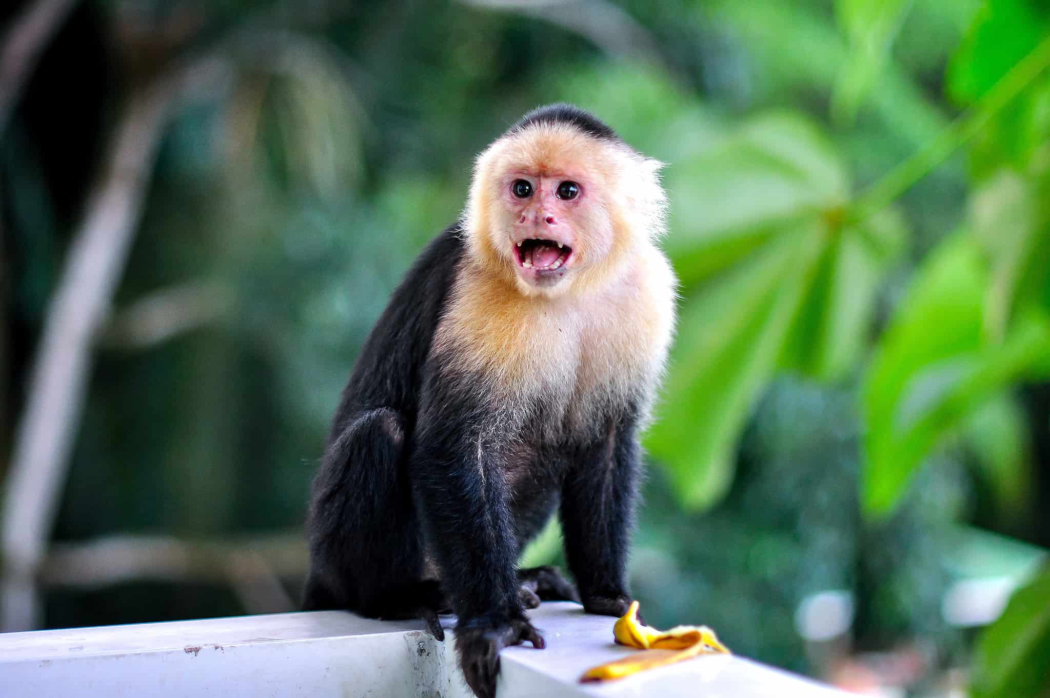 10 Things You Didn't Know About Capuchin Monkeys - A-Z Animals