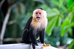 Capuchin monkey
