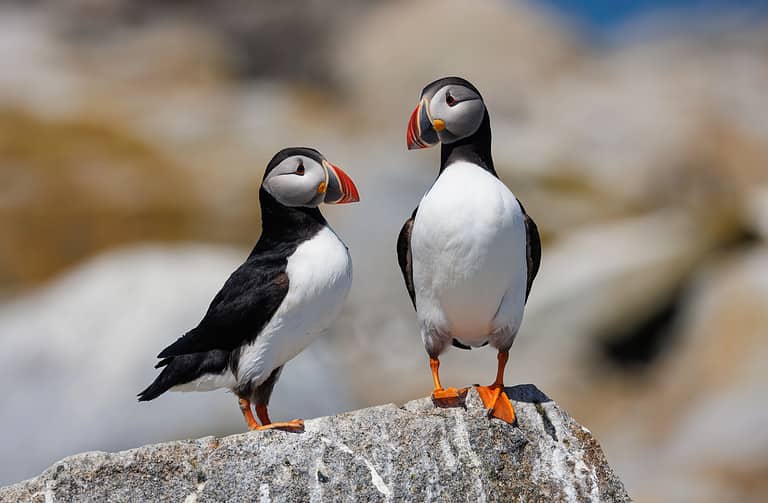 Atlantic Puffin off the Coast of Maine