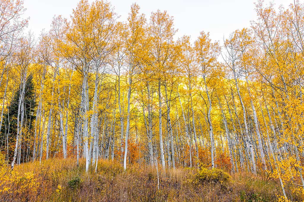 Colorful orange yellow leaves foliage on American aspen trees forest in Colorado rocky mountains autumn fall season with nobody in Maroon Bells area