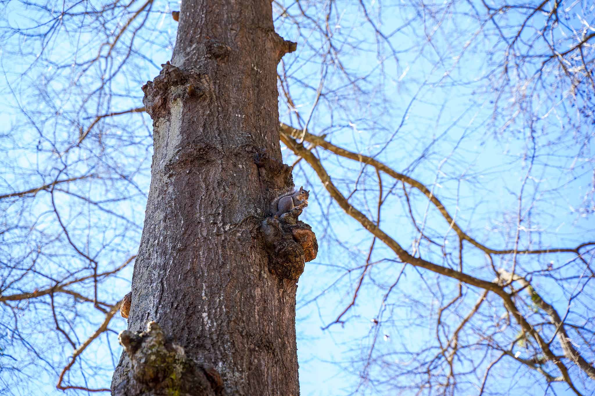 8 Steps to Take to Successfully Befriend a Squirrel - A-Z Animals