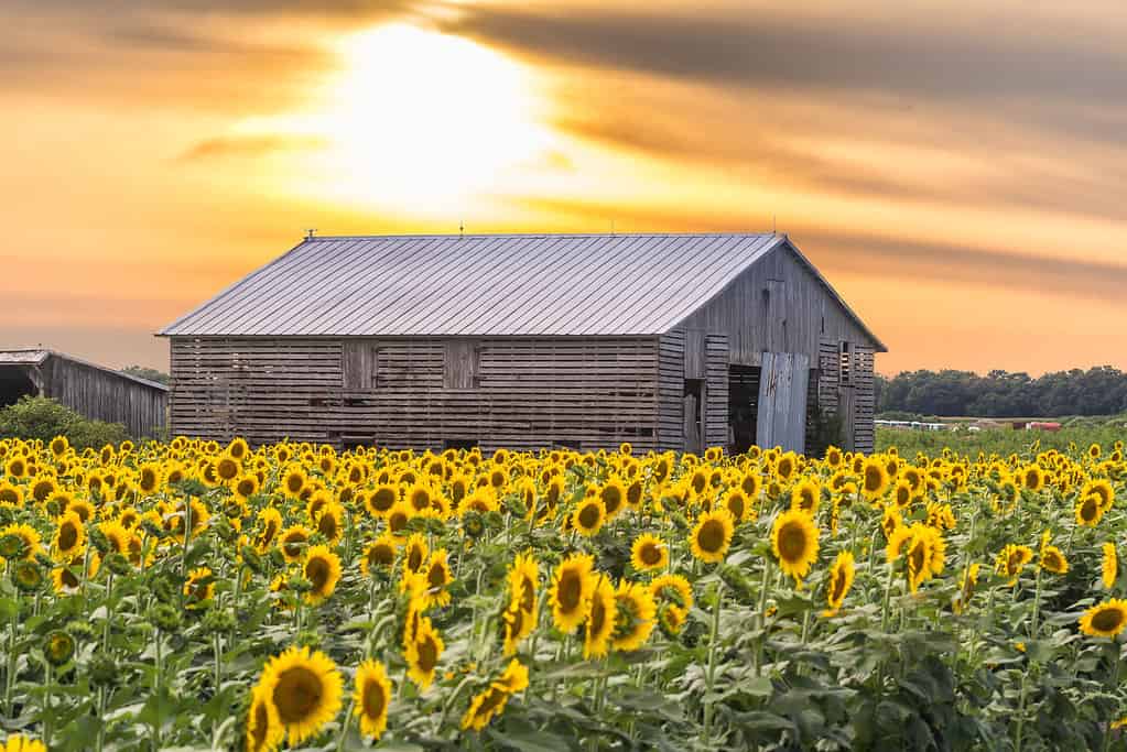 A sunflower field with a farmhouse in the background during sunset in Milford, Delaware, USA