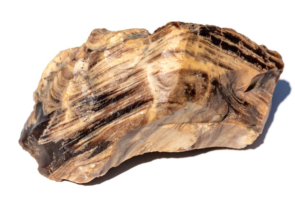 A large piece of petrified wood. The stone of layered structure is isolated on a white background