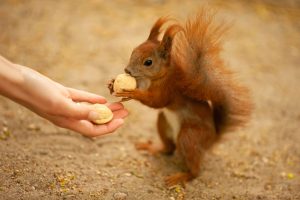 8 Steps to Take to Successfully Befriend a Squirrel photo
