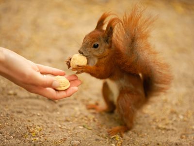 A 8 Steps to Take to Successfully Befriend a Squirrel