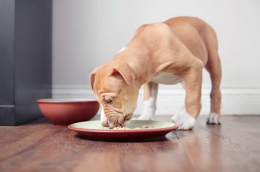 Hungry puppy eating kibbles while standing in plate with food in kitchen.
