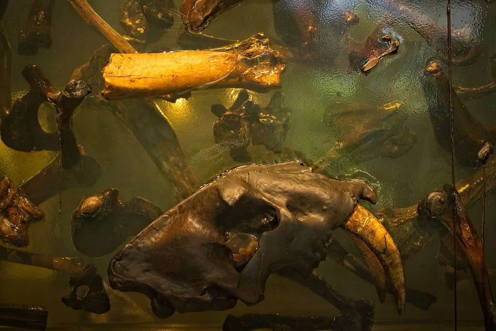 Prehistoric bones and the skull of saber-tooth cat, Smilodon fatalis, in a block of resin at the La Brea Tar Pits, Los Angeles, California.