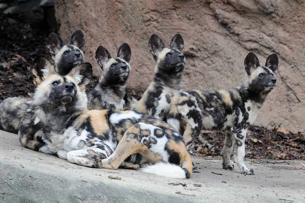 Pack of African wild dogs