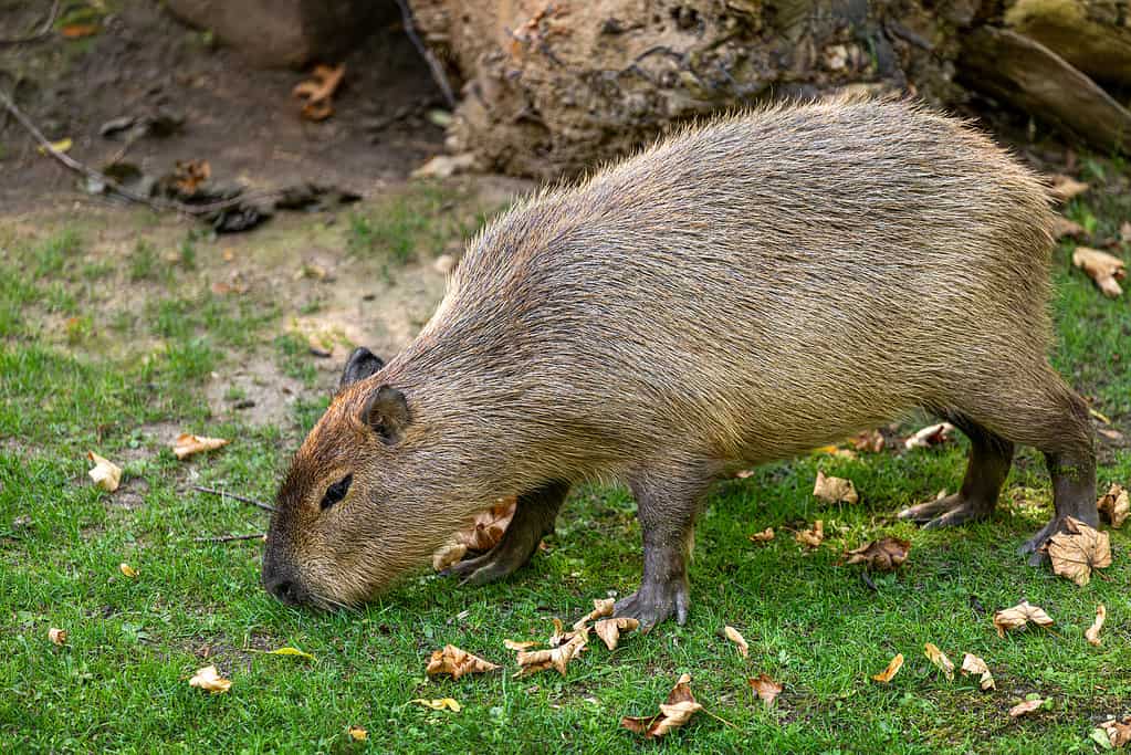 Full body of lesser capybara Hydrochoerus isthmius