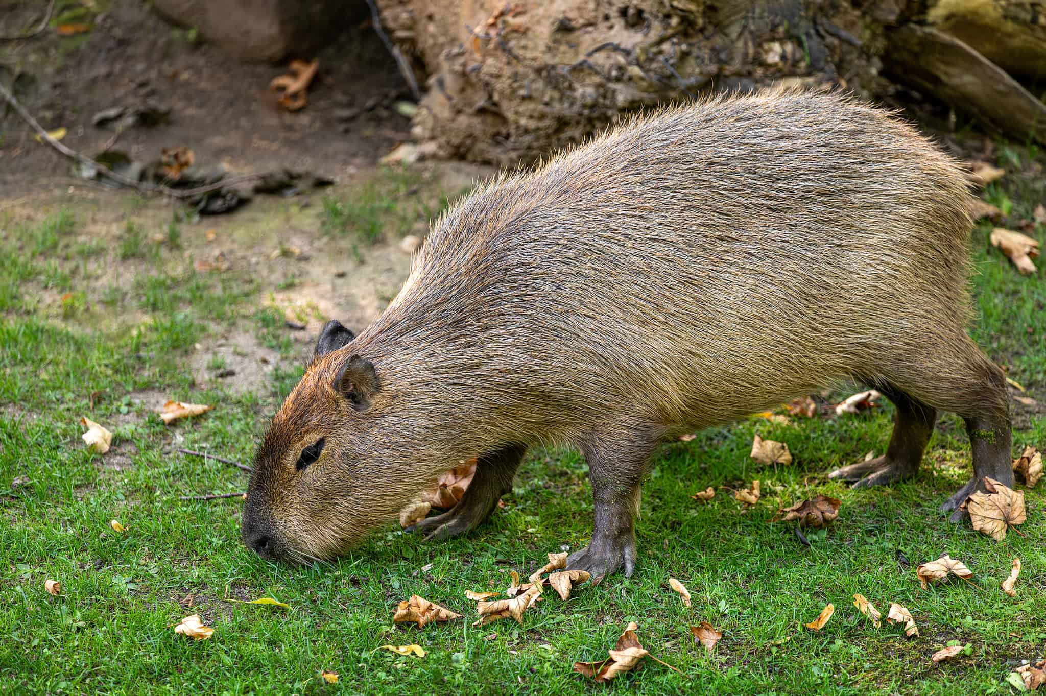 The 12 Largest Rodent Species in the World AZ Animals