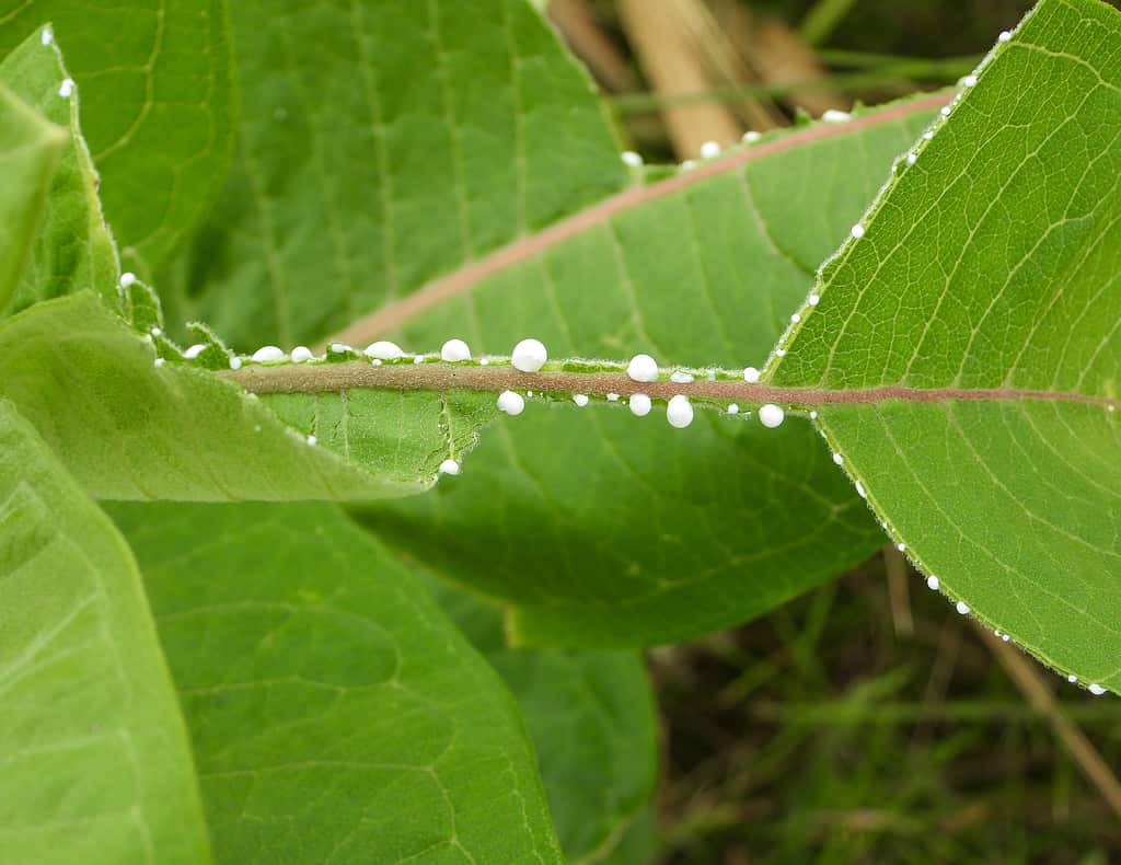 Asclepias syriaca (Common Milkweed) Native North American Prairie Plant