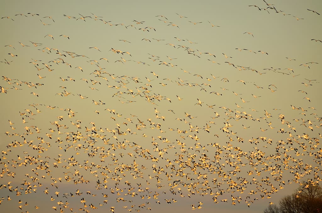 Snow Goose Flock Flying Out