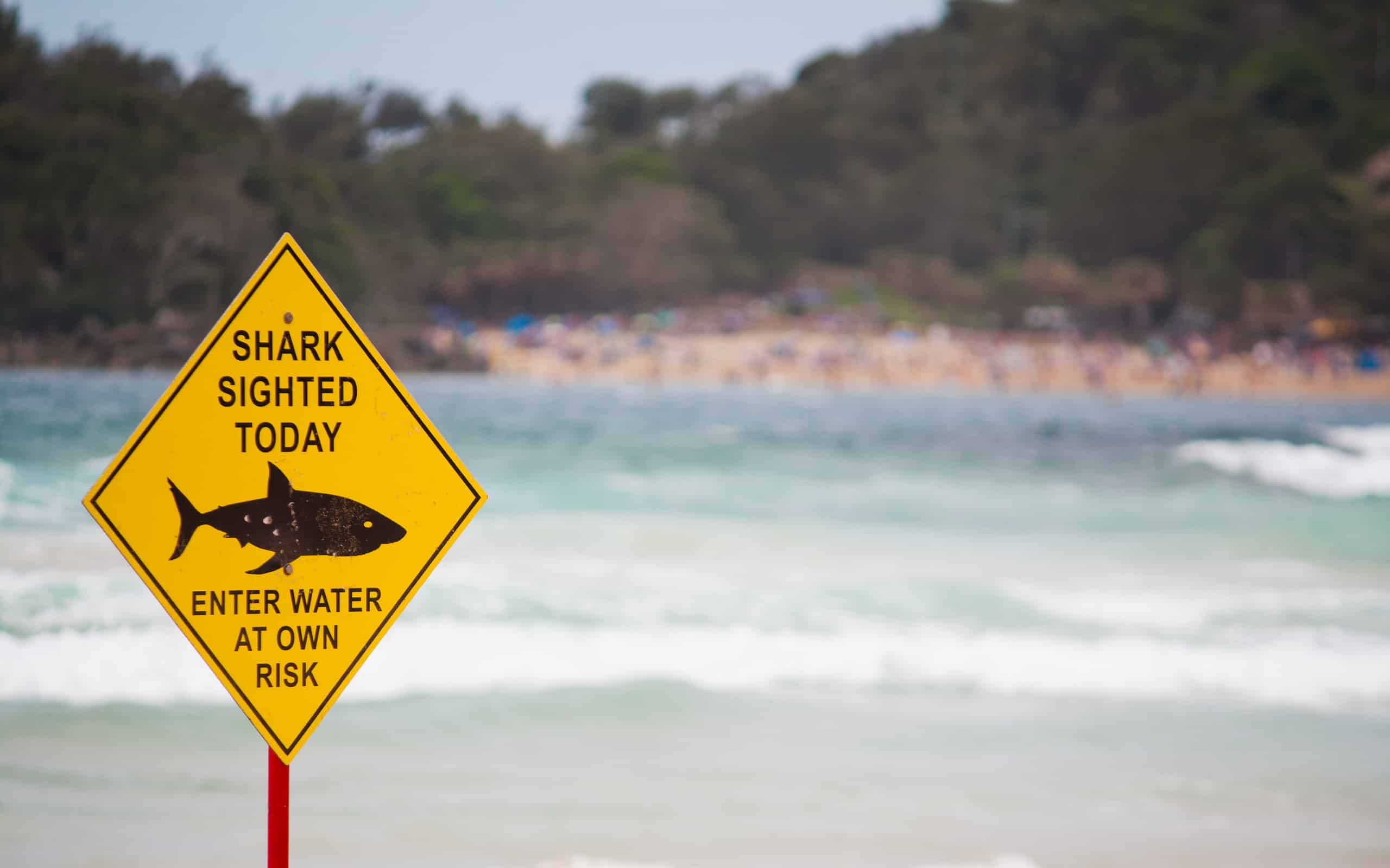 A yellow shark warning sign ahead of the waves at the beach