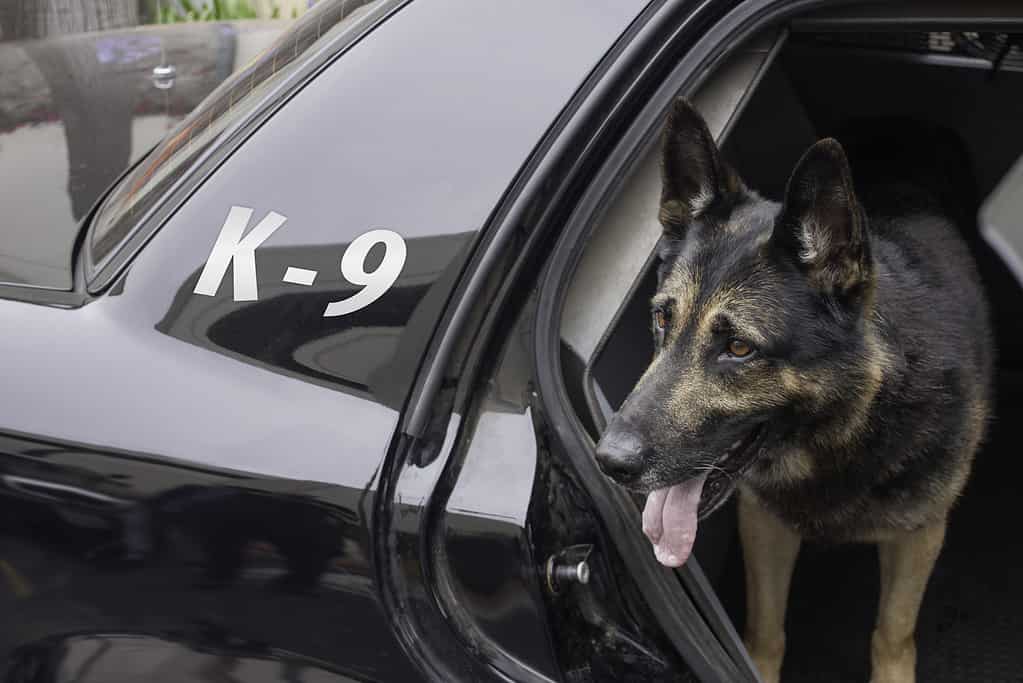 Police dog K-9 in Patrol Car