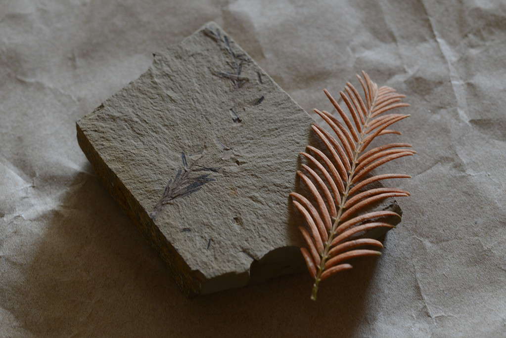 Fossils of Metasequoia from the Paleogene, Eocene epoch, and leaves of modern Metasequoia