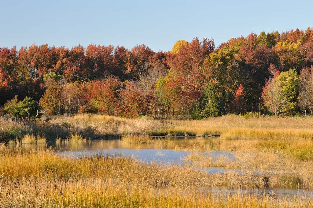 Fall Colors at Bombay Hook NWR