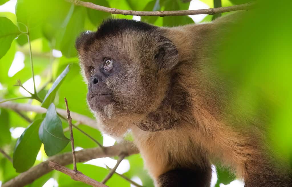 The alpha male of a capuchin troop looks out from a tree