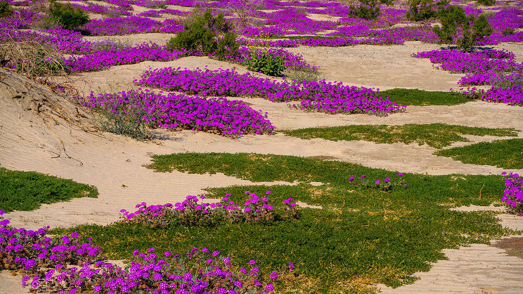 Sand Verbena and other desert plants