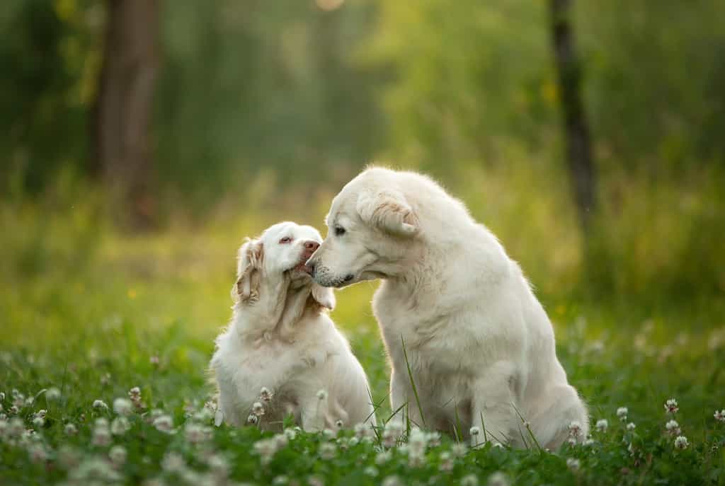 two dogs together in park. Golden Retriever and Clumber Spaniel. Love between pets
