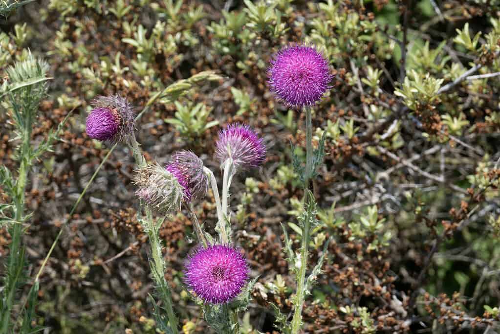 Blooming musk thistle, Carduus nutans, with purple flowers in early summer, Netherlands