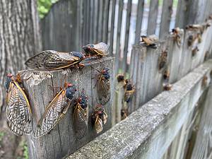 This Year’s Spring Cicada Emergence Set To Be The Largest Since 1803 photo