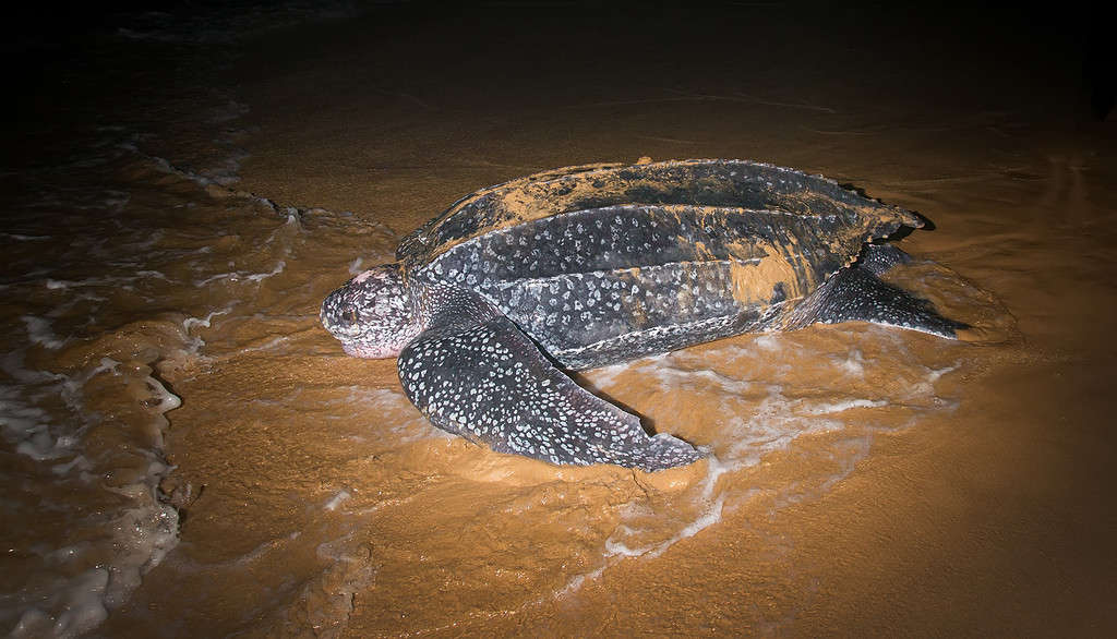 Leatherback Sea Turtle laying eggs after returning to the ocean