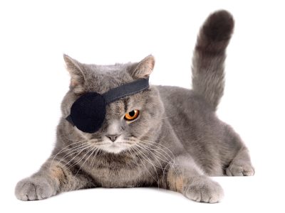A Visually Impaired Cats: 7 Ways to Make Their Lives Easier