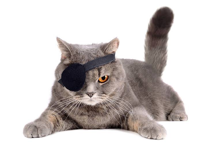 One-eyed cat