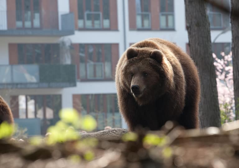 brown bear in the city