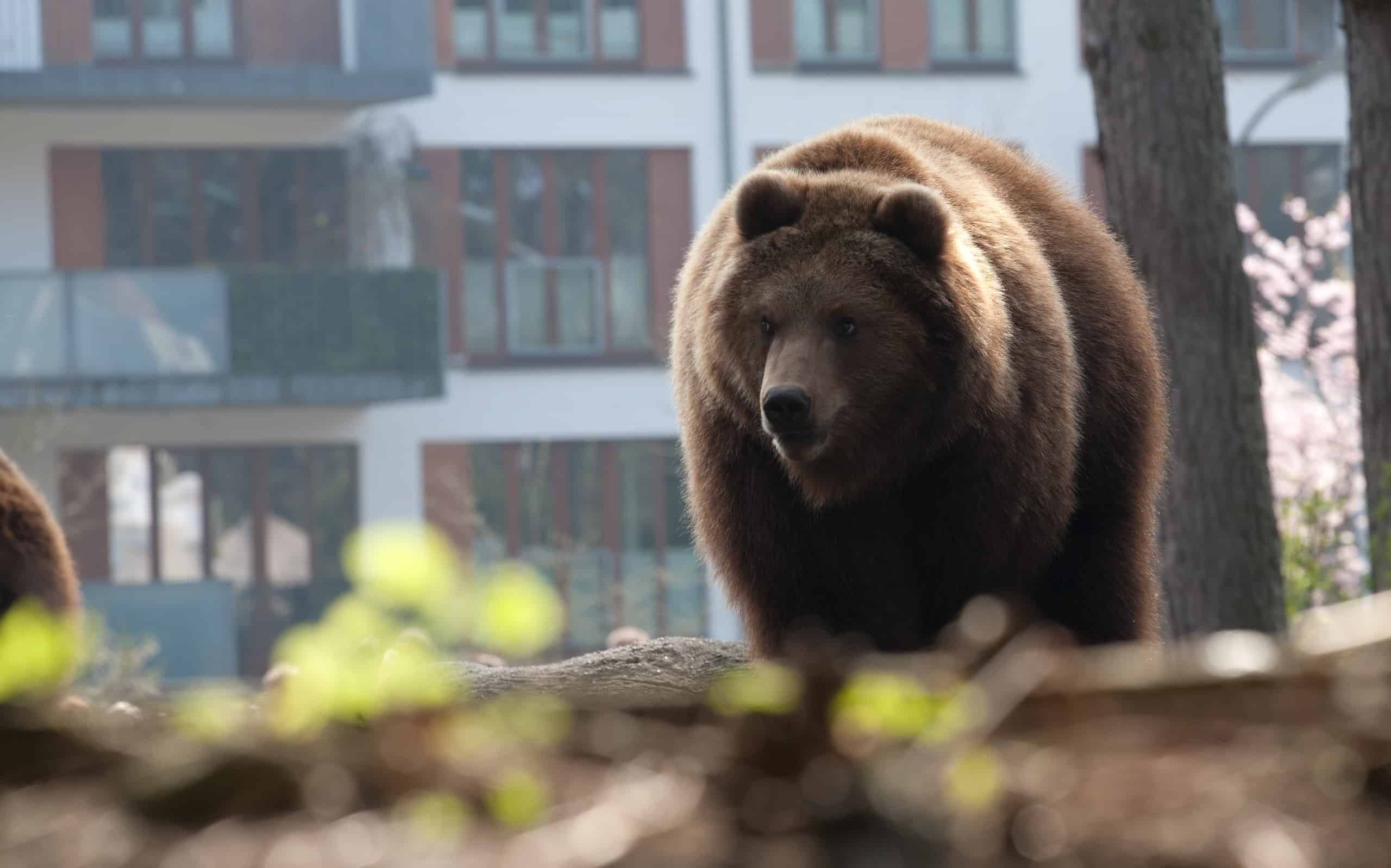 brown bear in the city