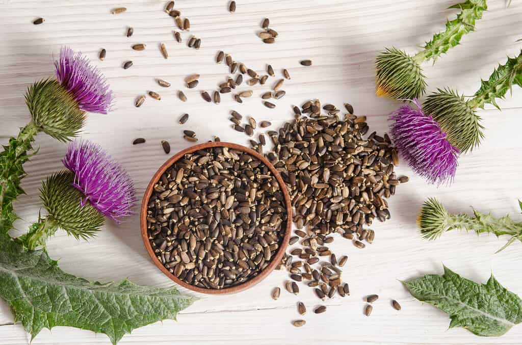 Seeds of a milk thistle with flower on wooden table