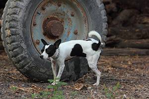 6 Methods for Getting Rid of Dog Urine Smell Outside Naturally  Picture