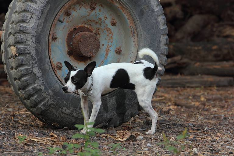 Small dog and wheel