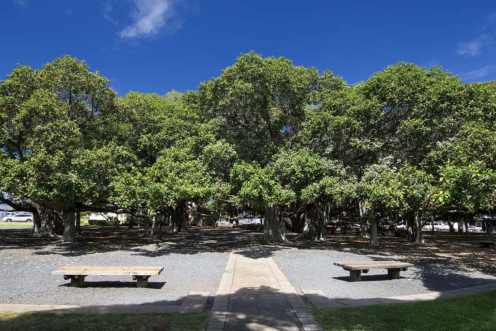 A huge Indian banyan tree on Maui is called the Lahaina Banyan Tree.
