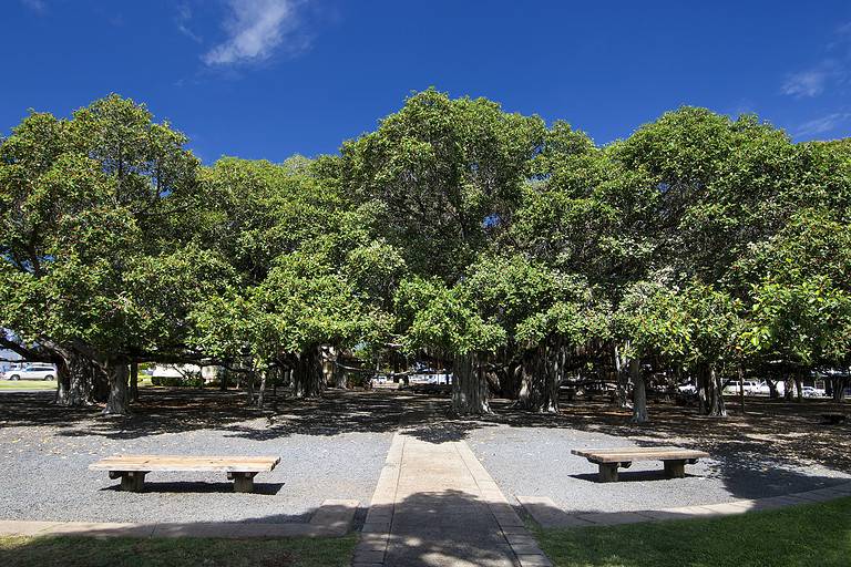 Banyan tree. Lahaina Harbor on Front street, Maui, Hawaii