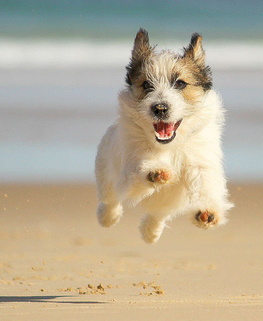 Jack russell dog running at the beach and smiling