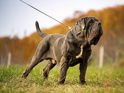 A The Top 7 Reasons Mastiffs Are the Perfect Guard Dogs