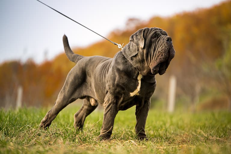 NEAPOLITAN MASTIFF, NEAPOLITAN MASTIFF