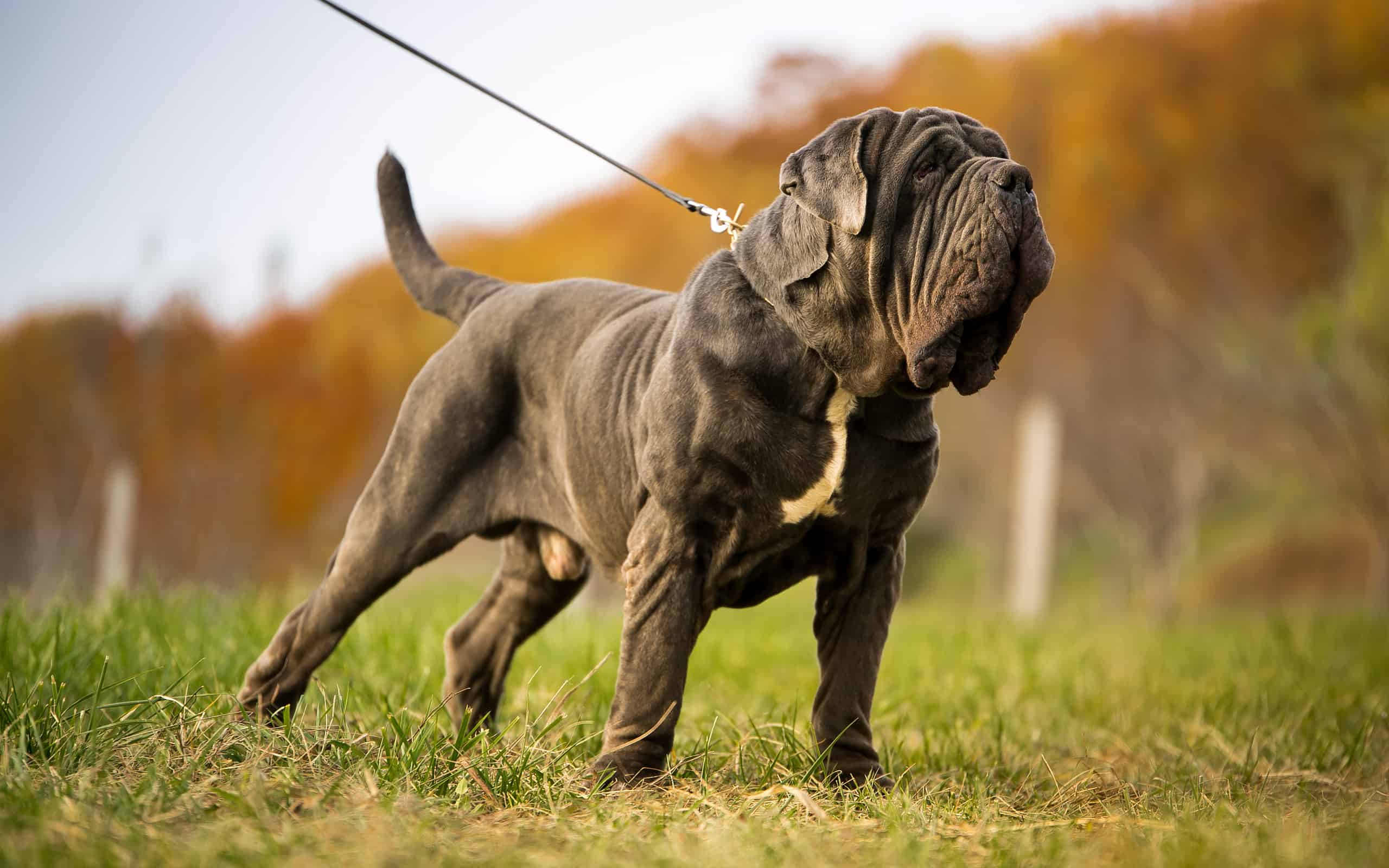 NEAPOLITAN MASTIFF, NEAPOLITAN MASTIFF