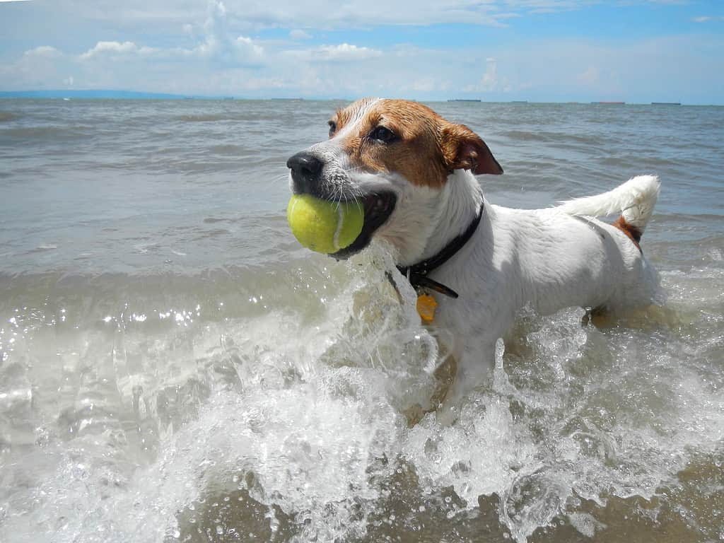 Dog catching the tennis ball in the beach.