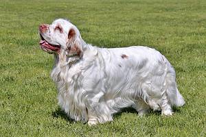 Are Clumber Spaniels Good Pets? 6 Reasons to Consider This Breed Picture