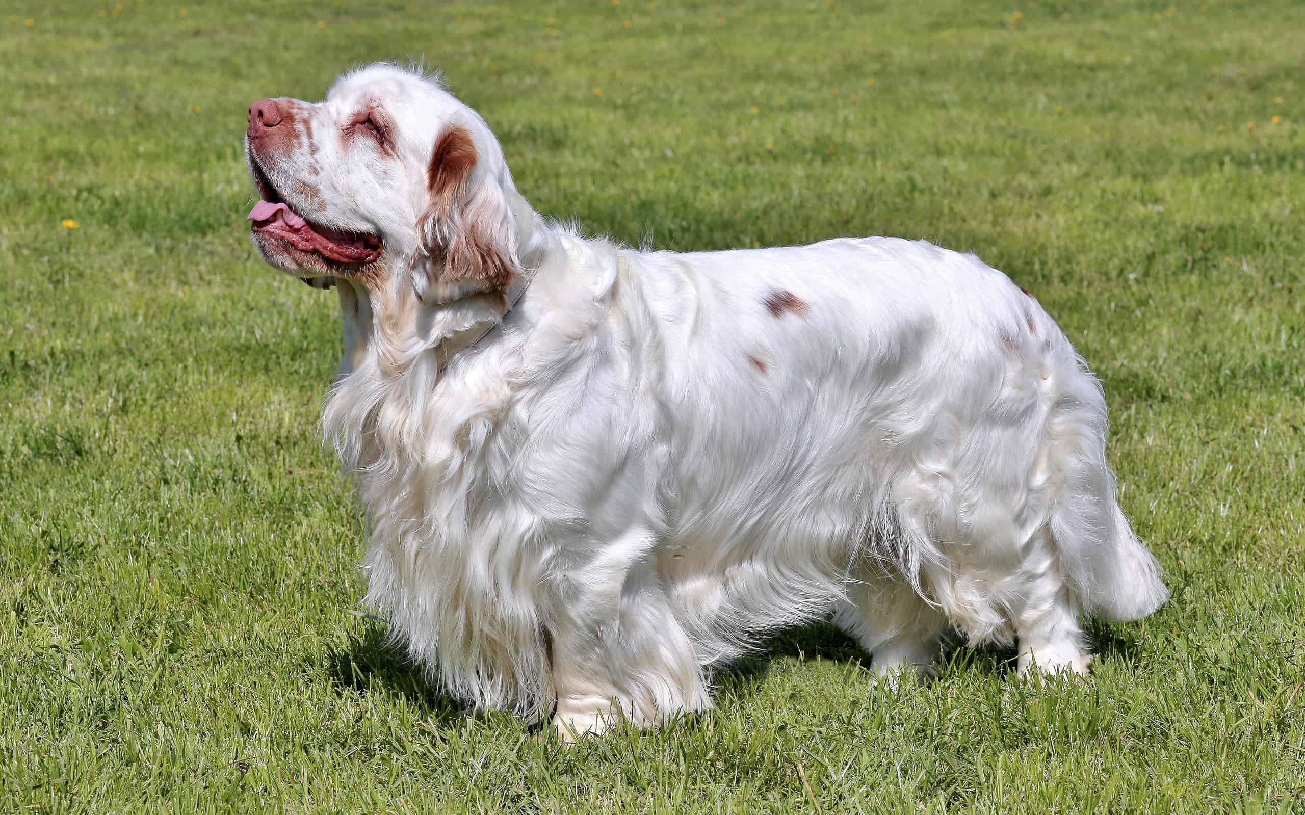 Typical Clumber Spaniel in the garden