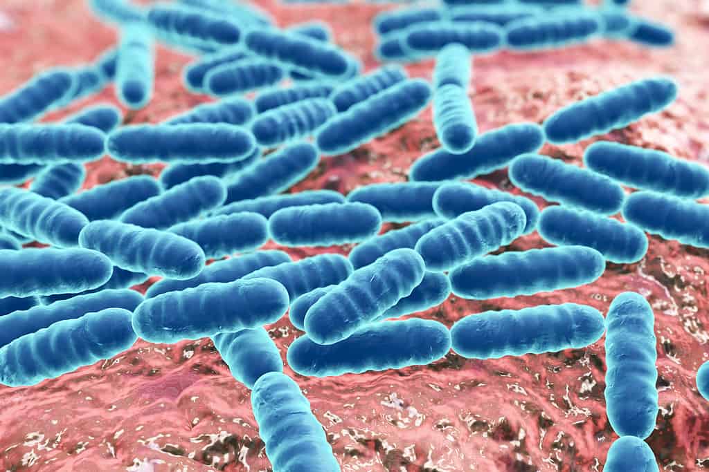 Probiotic bacteria Lactobacillus