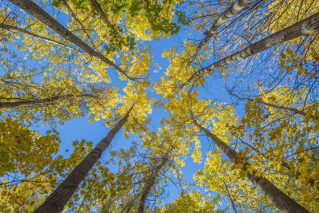 Golden Colored Bigtooth Aspen Trees Reach For The Sky