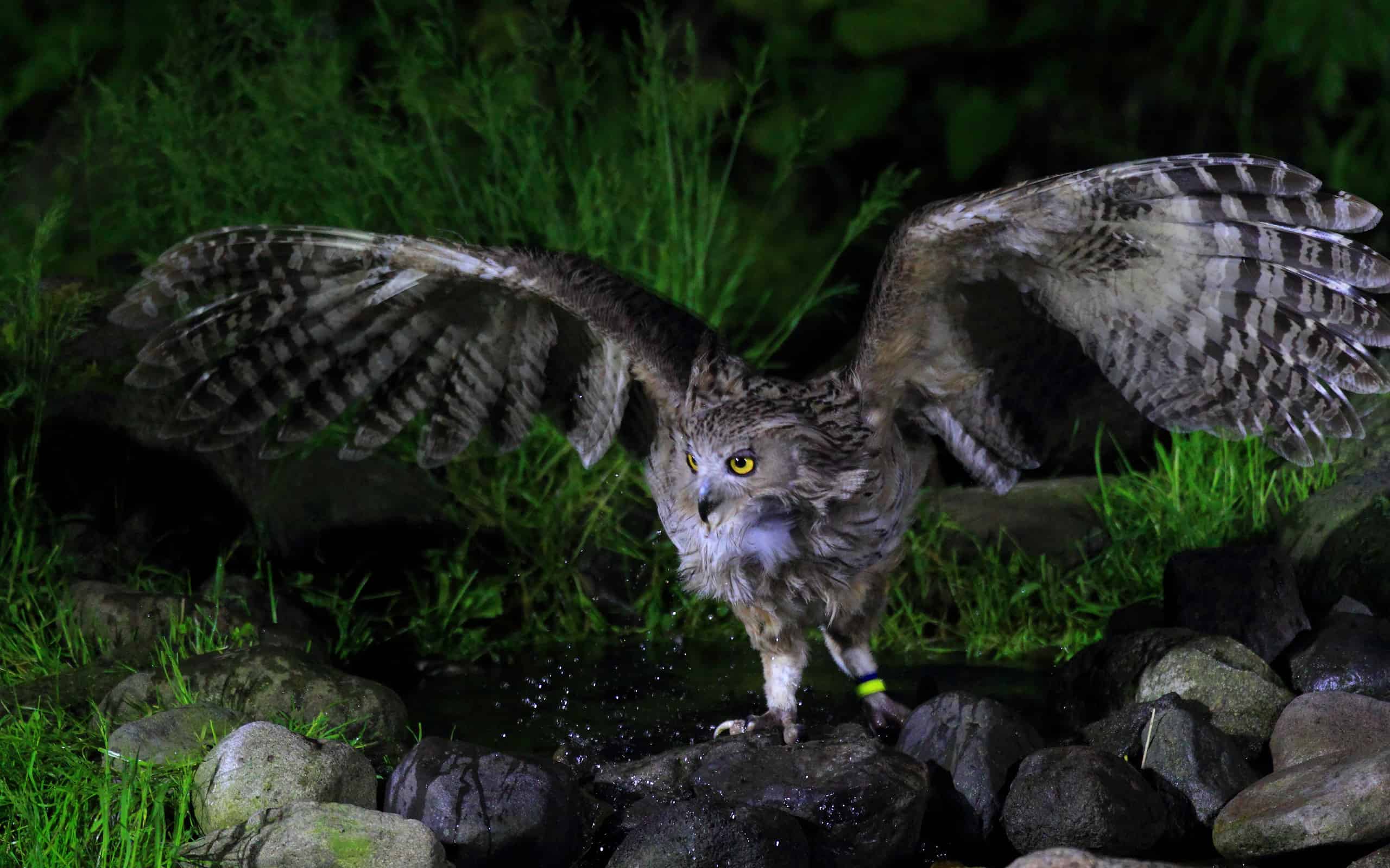 Animal Close Up #5 - Emu - Evil Eyes! — Steemit, image size:2560x1600
