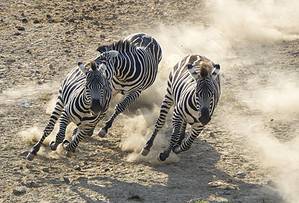 How Fast Are Zebras? Top Speeds and How They Compare to Predators Picture