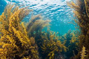 Seaweed in Florida: Timing of Peak Season + Impact on Beaches Picture